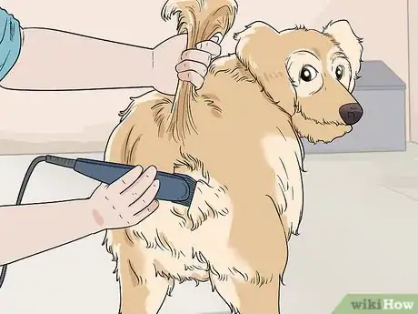 Image titled Shave Your Dog Step 13