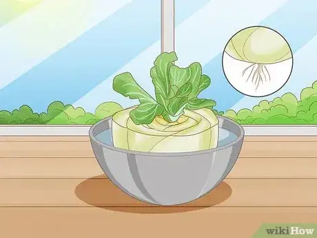 Image titled Regrow Bok Choy Step 7