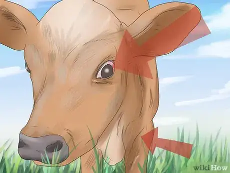 Image titled Diagnose and Treat Scours in Calves Step 3