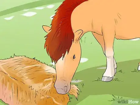 Image titled Care for a Miniature Horse Step 5