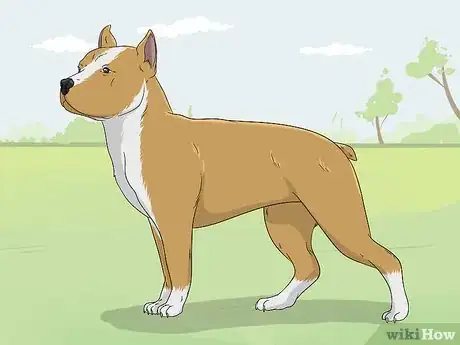 Image titled Identify a Pitbull Step 10