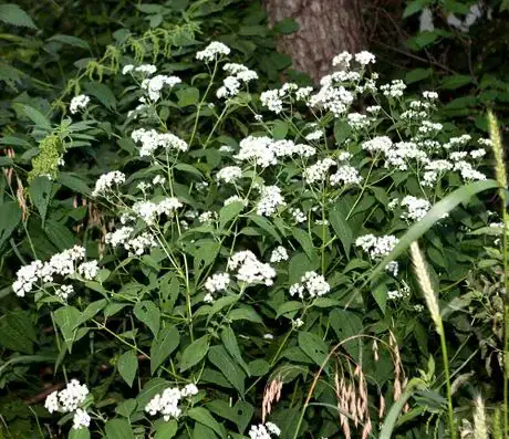 Image titled Ageratina_altissima3.jpeg