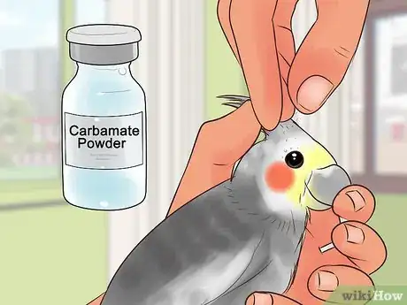 Image titled Treat Conjunctivitis in Cockatiels Step 3