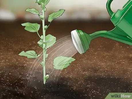 Image titled Grow Hollyhocks Step 11