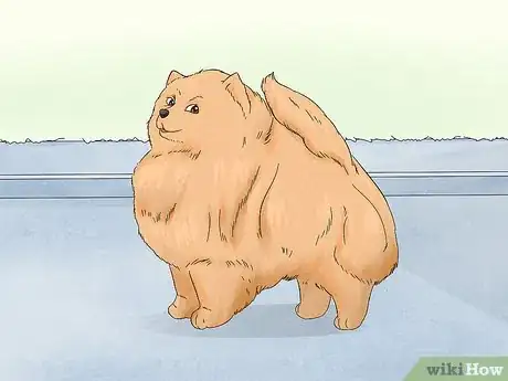 Image titled Identify a Pomeranian Step 11