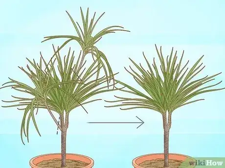 Image titled Prune Dracaena Step 11