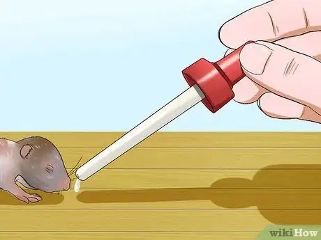 Image titled Care for Newborn Hamsters Step 14