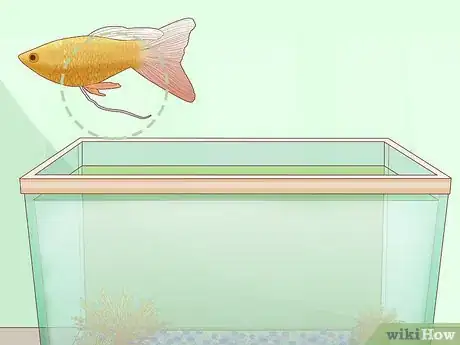 Image titled Feed Guppies Step 5