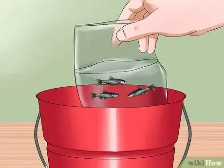 Image titled Keep Minnows Alive Step 5