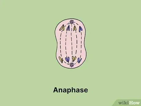 Image titled What Is the Longest Phase of the Cell Cycle Step 8