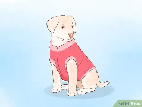 Image titled Get Your Dog Used to Wearing Clothes Step 8