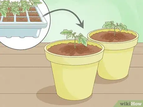 Image titled Grow Tomatoes Indoors Step 5