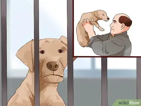 Image titled Get a Dog License in Pennsylvania Step 1