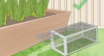 Keep Rats Out of a Vegetable Garden