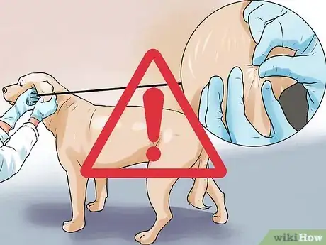 Image titled Identify Mange on Dogs Step 10