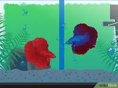 Image titled Breed Betta Fish Step 9