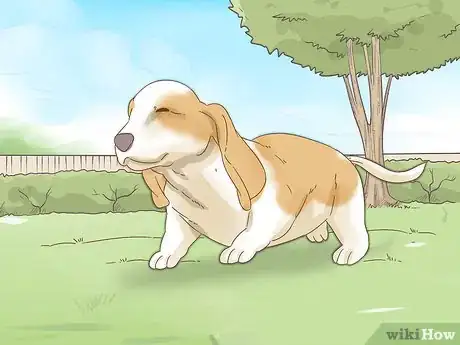 Image titled Raise a Basset Hound Step 13