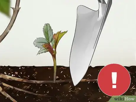 Image titled Get Rid of Suckers from Your Rose Bush Step 9