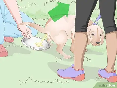 Image titled Get a Urine Sample from a Female Dog Step 9