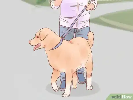 Image titled Get a Dog to Stop Whining Step 17