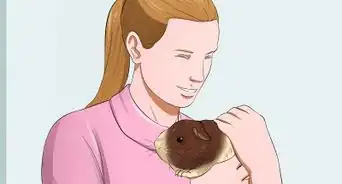 Get Your Guinea Pig to Trust You