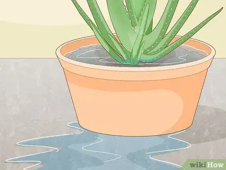 Image titled Prevent Aloe Vera Leaves from Turning Brown Step 4