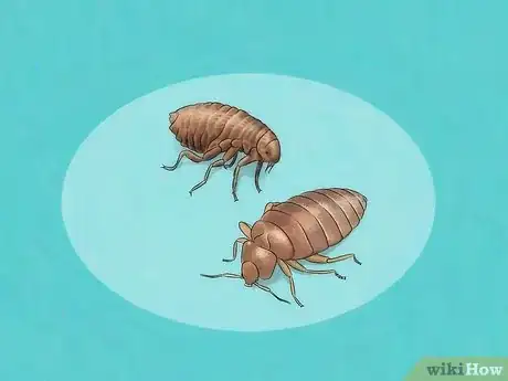 Image titled Stop Bed Bug Bites Immediately Step 15