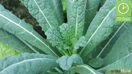 Image titled Pick Kale Step 1