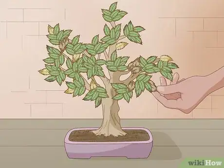 Image titled Grow and Care for a Bonsai Tree Step 5