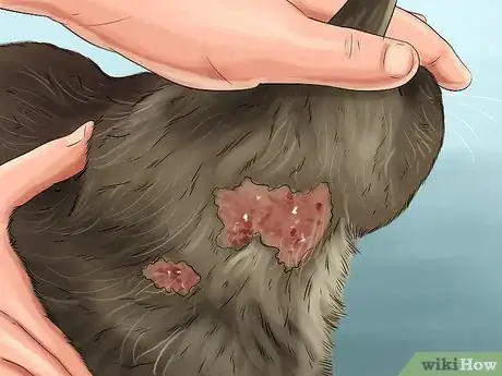 Image titled Give Steroids to Cats with Inflammation Step 10