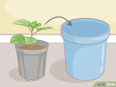 Image titled Grow Eggplants in Pots Step 15