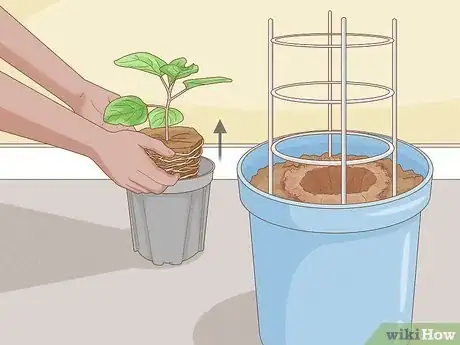 Image titled Grow Eggplants in Pots Step 19