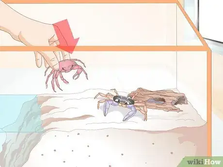 Image titled Care for a Crab Step 21