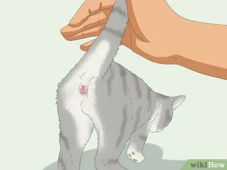 Image titled Express a Cat's Anal Glands Step 4