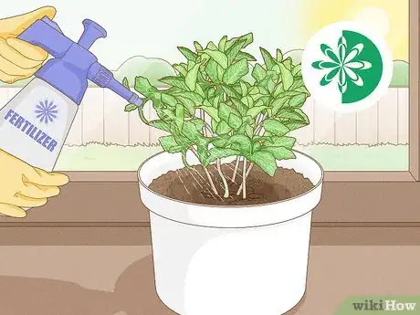 Image titled Grow Mint Indoors Step 11