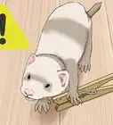 Keep a Single Ferret Happy