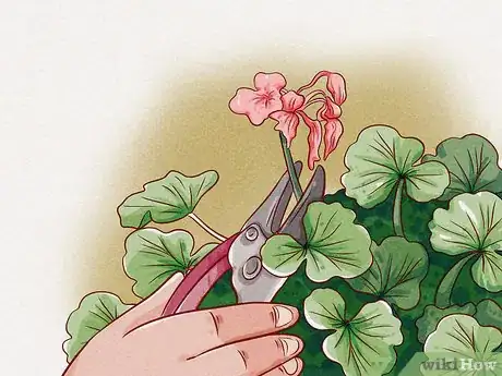 Image titled Prune Geraniums Step 5