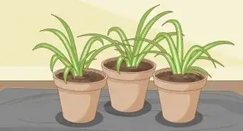 Divide a Spider Plant