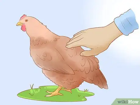 Image titled Tell when a Hen Is Ready to Lay Step 5