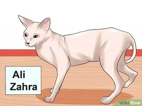 Image titled Choose a Name for Your Cat Step 3