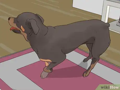 Image titled Treat Arthritis in Rottweilers Step 1