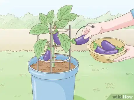 Image titled Grow Eggplants in Pots Step 29