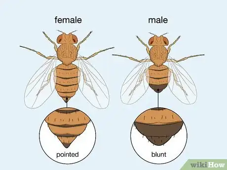 Image titled Distinguish Between Male and Female Fruit Flies Step 3