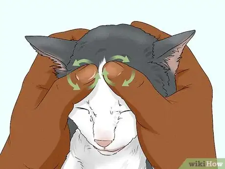 Image titled Give Your Cat a Massage Step 13