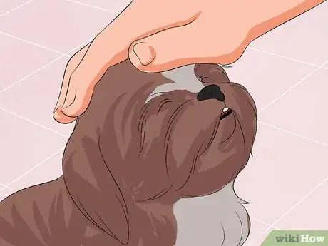 Image titled Train Your Shih Tzu Step 11