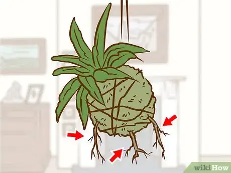 Image titled Make a Kokedama Step 14