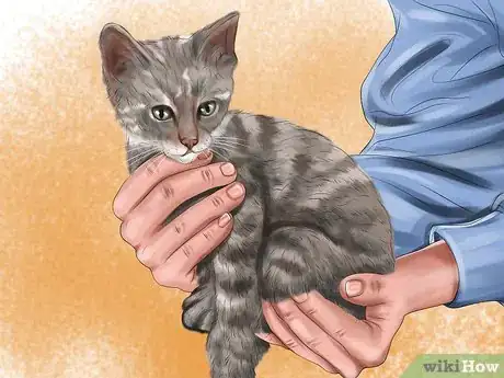 Image titled Pick Up a Kitten Step 4