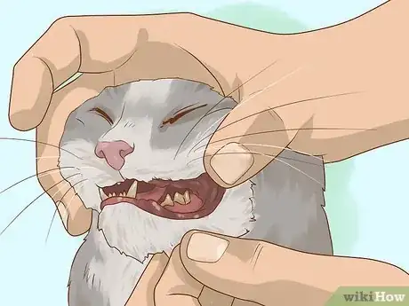 Image titled Save a Choking Cat Step 5