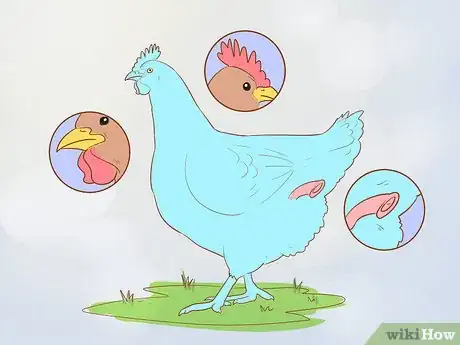 Image titled Tell when a Hen Is Ready to Lay Step 2