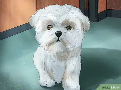 Image titled Identify a Show Worthy Maltese Step 2